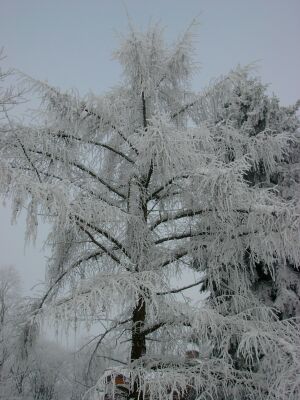 Baum im Schnee