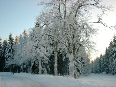 B&auml;ume im Schnee