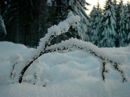 B&auml;ume im Schnee
