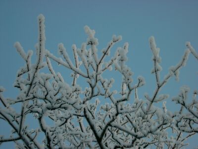B&auml;ume im Schnee
